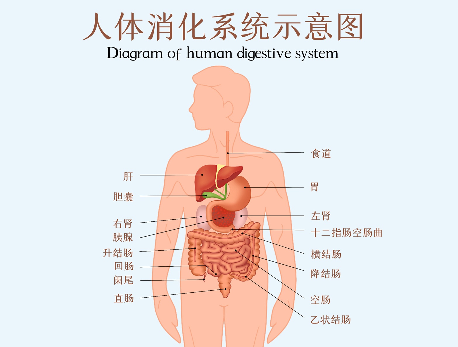 人体消化系统_看图王.jpg