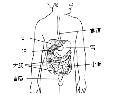 肝胆肠、心肝脾肾脏的排毒方法